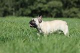 BOULEDOGUE FRANCAIS 727